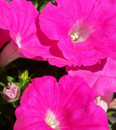 Petunia Easy Wave® Pink